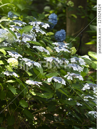 Hydrangea in the botanical garden 125024324