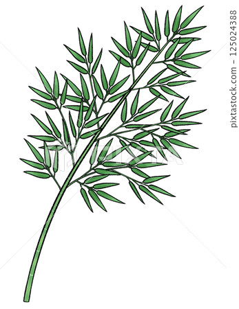 竹草的插圖 125024388