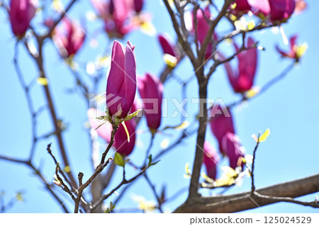 Shimokuren (purple black lotus) Shimokuren (purple black lotus) 125024529