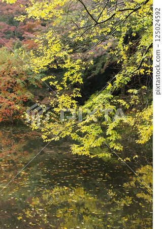 古池秋色，水邊秋葉 125024592
