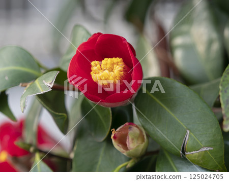 盛開的山茶花 125024705