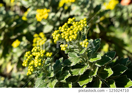 太平洋菊花 菊花 花苞 植物 Chrysanthemum pacificum イソギク 太平洋菊花 菊花 花苞 植物 Chrysanthemum pacificum イソギク 125024710