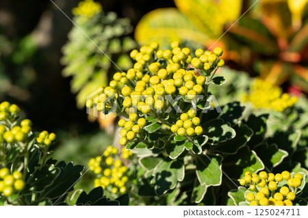 Pacific Chrysanthemum Chrysanthemum buds Plants Chrysanthemum pacificum イソギク Pacific Chrysanthemum Chrysanthemum buds Plants Chrysanthemum pacificum イソギク 125024711
