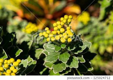 Pacific Chrysanthemum Chrysanthemum buds Plants Chrysanthemum pacificum イソギク Pacific Chrysanthemum Chrysanthemum buds Plants Chrysanthemum pacificum イソギク 125024712