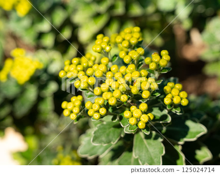 Pacific Chrysanthemum Chrysanthemum buds Plants Chrysanthemum pacificum イソギク 125024714