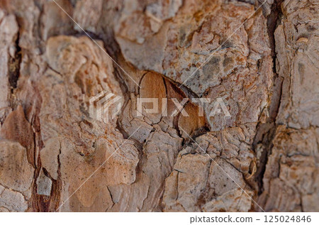 Organic Woodgrain Detail: Timeworn Bark Surface with Natural Patterns Organic Woodgrain Detail: Timeworn Bark Surface with Natural Patterns 125024846