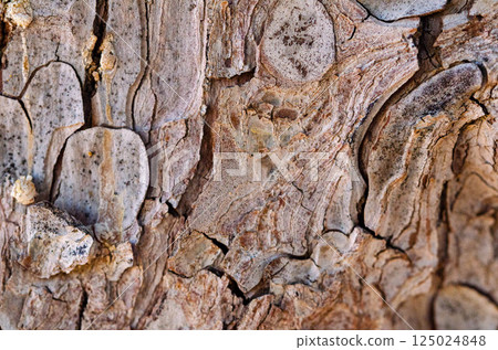 Abstract Natural Texture of Weathered Tree Bark in Earthy Tones 125024848