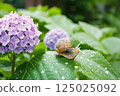 繡球花和蝸牛 125025092