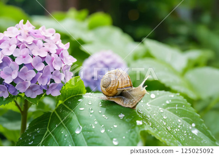 繡球花和蝸牛 125025092