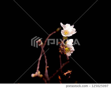 Sakura no Hana Sakura no Hana 125025097