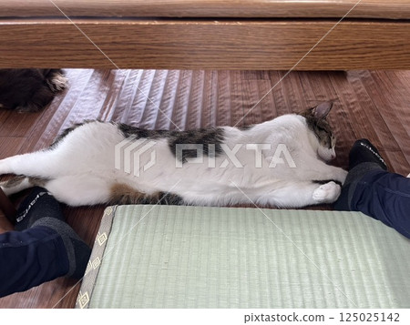 A cat to take a nap A cat to take a nap 125025142