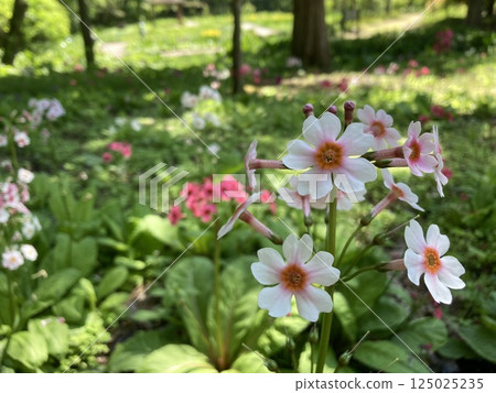 初夏在花壇裡盛開的紅蓮花 初夏在花壇裡盛開的紅蓮花 125025235