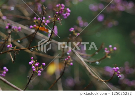 Late autumn Murasakusibibu Late autumn Murasakusibibu 125025282