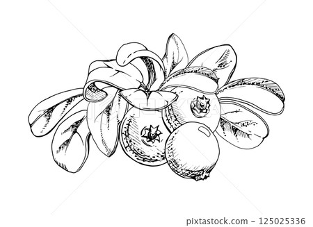 Lingonberry cranberry green leaves heap bunch, ripe swamp forest berry bearberry teaberry wintergreen. Isolated botanical illustration, vector ink hand drawn. For dessert menu, wedding, farmers market 125025336