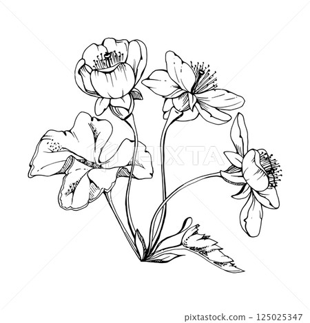 Early spring flowers with leaves, white forest cloudberry anemone primrose ephemera, hand drawn vector ink. Single boutonniere buttonhole isolated illustration. Wedding, florist shop, scrapbooking Early spring flowers with leaves, white forest cloudberry anemone primrose ephemera, hand drawn vector ink. Single boutonniere buttonhole isolated illustration. Wedding, florist shop, scrapbooking 125025347