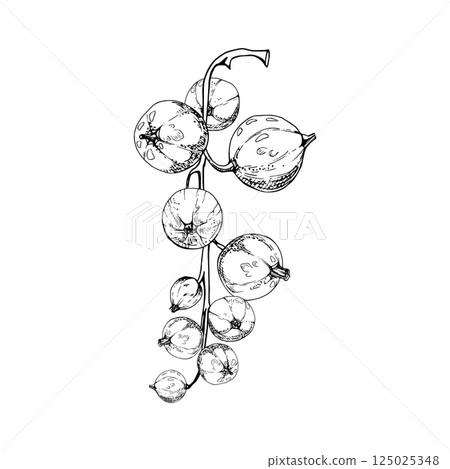 Currant gooseberry bunch branch cluster, ripe garden berry casseille juneberry jostaberry, vector ink hand drawn. Isolated botanical illustration. Home preserves, cookbook, organic food grocery store 125025348