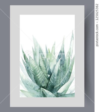Aloe plant from genus of succulent plants used for healing on wall art. Watercolor artwork 125025362