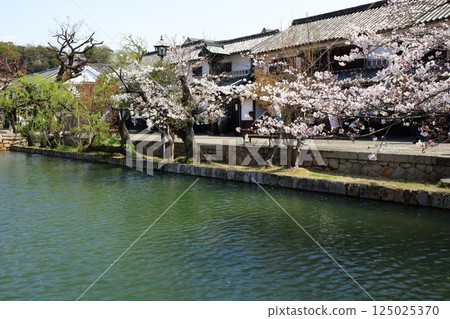 [Okayama Prefecture] Kurashiki Bikan Historical Quarter with cherry blossoms in spring 125025370