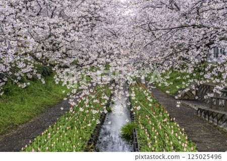 Spring in Yokohama, with tulips and cherry blossoms in full bloom reflected in the babbling brook from the Egawa River Greenway 125025496