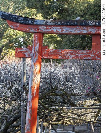 Old shrine gate and plum blossoms 125025506