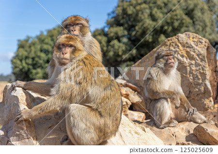 Barbary Macaque (Macaca sylvanus) in the cedar forests. Azrou. Morocco. Barbary Macaque (Macaca sylvanus) in the cedar forests. Azrou. Morocco. 125025609