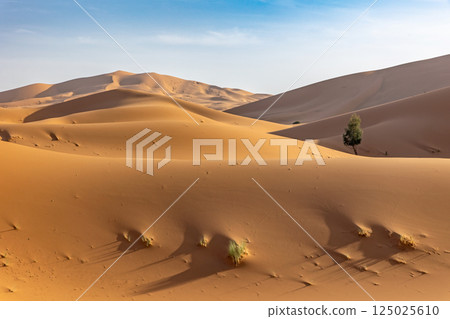 Sand dunes with with clumps of green grass and a tree. 125025610