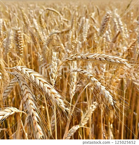 Golden Harvest: Close-Up of Ripe Wheat Ears 125025652