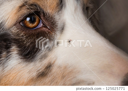 A tick sits on a dog's face, close up, macro 125025771