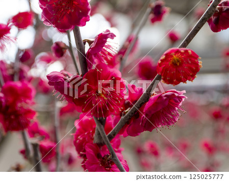 道明寺天滿宮的紅梅花 125025777