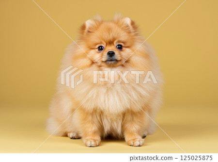 Pomeranian dog sitting calmly on a light yellow background during a studio session 125025875