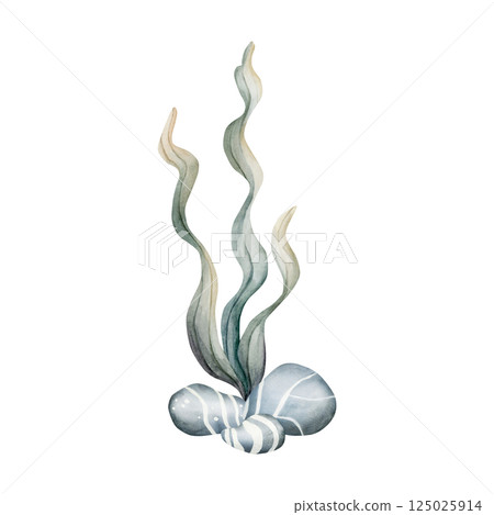 Seaweed Algae Sea Pubbles. Cute marine underwater ocean plant with stones. Watercolor hand painted illustration isolated on white background for kids nursery wall sticker baby shower undersea design 125025914