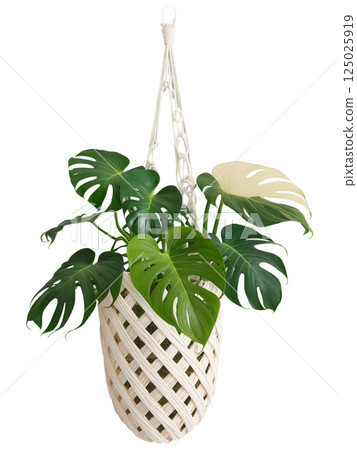 Swiss Cheese Plant (Monstera adansonii) Medium-sized plant with smaller, heart-shaped leaves featuring unique oval holes ( cheese-like pattern); displayed in Swiss Cheese Plant (Monstera adansonii) Medium-sized plant with smaller, heart-shaped leaves featuring unique oval holes ( cheese-like pattern); displayed in 125025919