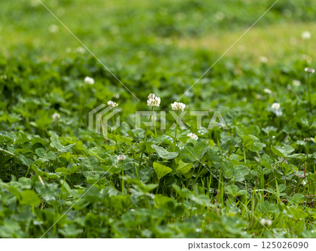 公園裡被雨水淋濕的白三葉草花 125026090