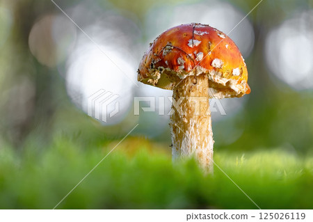 Fly agaric Mushroom In a forest. 125026119