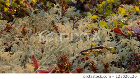 Arctic Tundra lichen moss close-up. 125026120