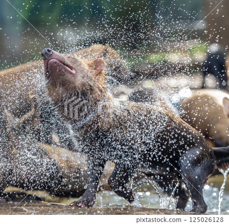 Bush dog (Speothos venaticus) in nature. Bush dogs are found from Panama in Central America, through much of South America. 125026128