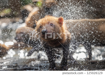 Bush dog (Speothos venaticus) in nature. Bush dogs are found from Panama in Central America, through much of South America. Bush dog (Speothos venaticus) in nature. Bush dogs are found from Panama in Central America, through much of South America. 125026129