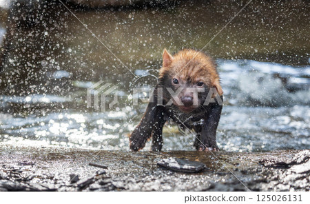 Bush dog (Speothos venaticus) in nature. Bush dogs are found from Panama in Central America, through much of South America. 125026131