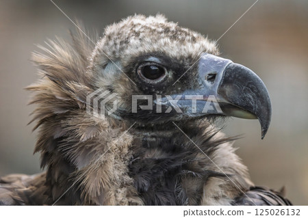 Cinereous vulture (Aegypius monachus) is a large raptorial bird that is distributed through much of temperate Eurasia. It is also known as the black vulture, monk or Eurasian black vulture. 125026132
