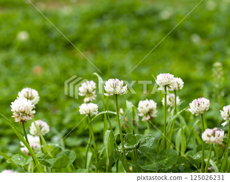 White clover flowers in the park wet with rain 125026231