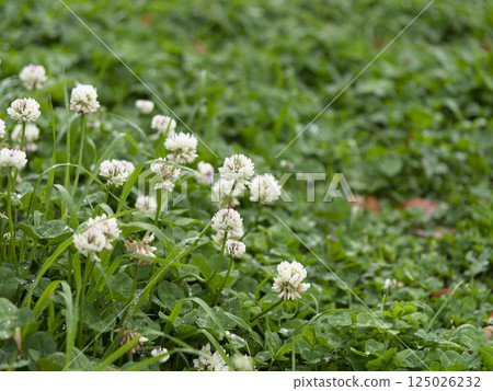 White clover flowers in the park wet with rain 125026232