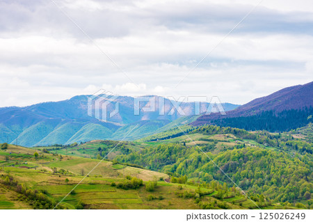 mountainous rural landscape in spring. alps ukraine.  trees and agricultural fields on hills rolling in to the distant valley. ridge beneath a overcast sky in dappled light. countryside environment 125026249