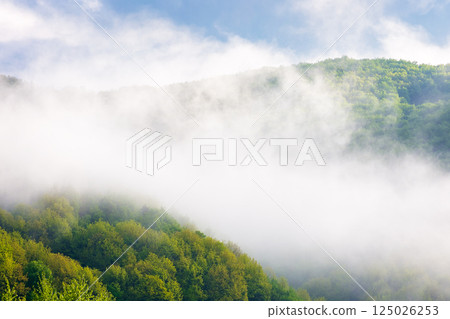 landscape with fog above the deciduous forest on the hill. blue sky with clouds. beautiful foggy weather in the morning. mist in the valley. scenic mountain outdoor background in spring landscape with fog above the deciduous forest on the hill. blue sky with clouds. beautiful foggy weather in the morning. mist in the valley. scenic mountain outdoor background in spring 125026253