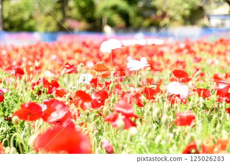 罌粟 125026283