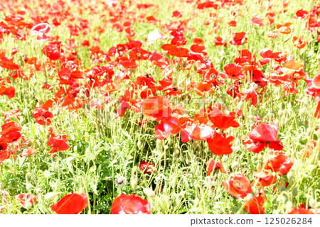 Poppy Poppy 125026284
