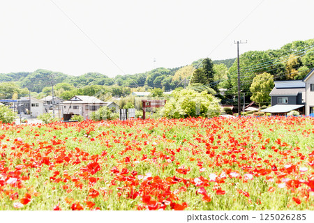 Poppy landscape Poppy landscape 125026285