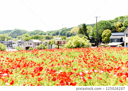Poppy landscape 125026287
