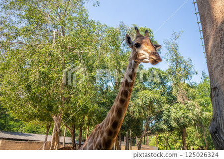Giraffe long neck safari animal with green tree background Giraffe long neck safari animal with green tree background 125026324