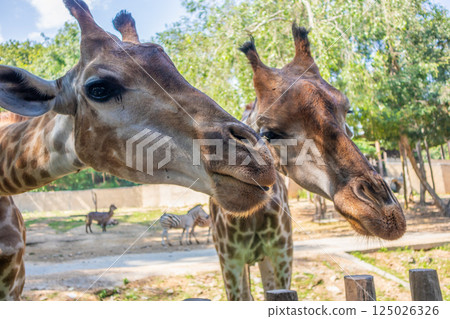 Giraffe long neck safari animal with green tree background Giraffe long neck safari animal with green tree background 125026326