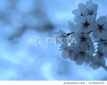 Photograph of Somei Yoshino cherry blossoms taken just before sunset in April 125026350